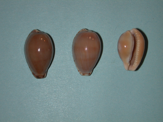 Notocypraea comptonii trenberthae Trenberth, 1961 voir Notocypraea comptonii Notocy25