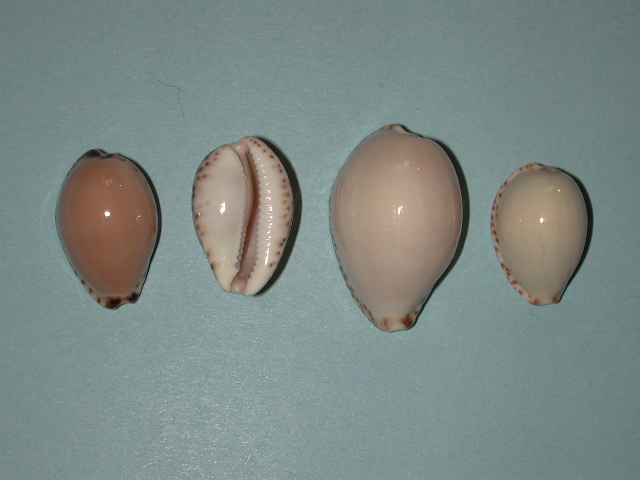 Notocypraea angustata (Gmelin, 1791) Notocy36