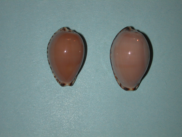 Notocypraea angustata (Gmelin, 1791) Notocy37