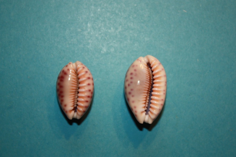 Ovatipsa chinensis variolaria (Lamarck, 1810) & Ovatipsa chinensis violacea (Rous, 1905) Ovatip20
