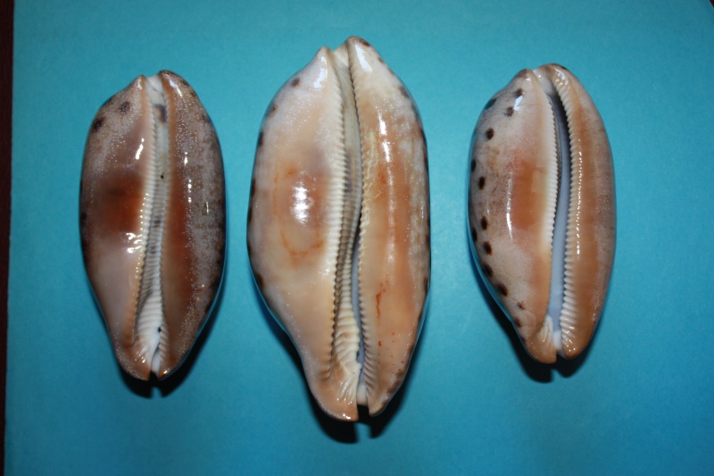Chelycypraea testudinaria - (Linnaeus, 1758) Shells11