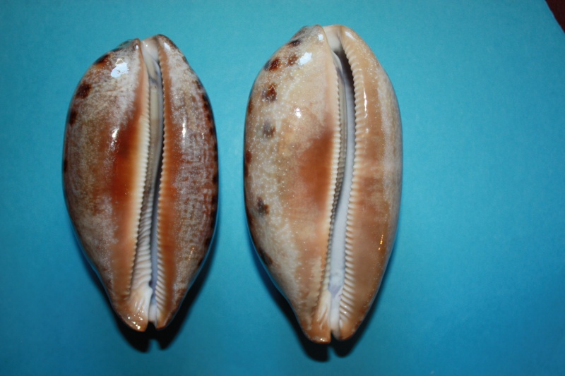 Chelycypraea testudinaria - (Linnaeus, 1758) Shells15