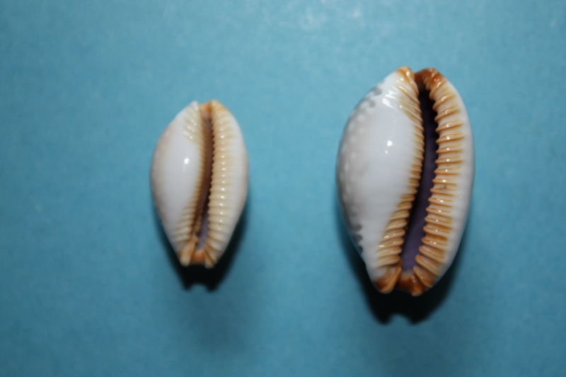 Staphylaea limacina clarissa - Lorenz, 1989 Staphy10