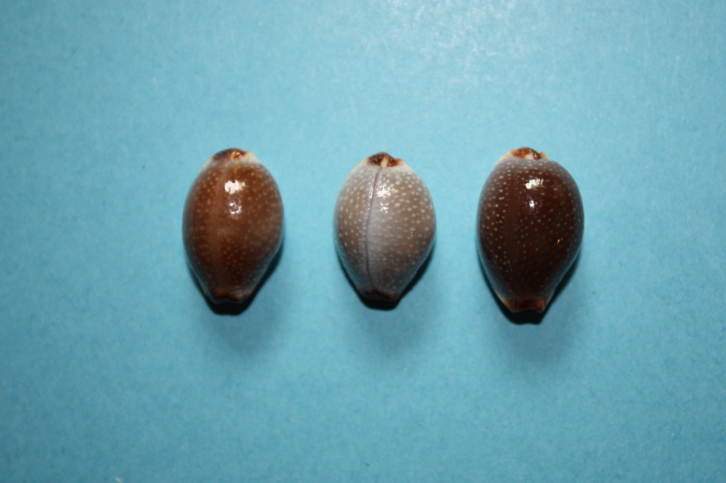 Staphylaea staphylaea nolani - Lorenz, 1989 Staphy14