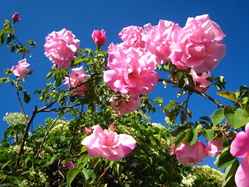 Un rosier qui fleurit à l'ombre :  Rosa x 'Mme Grégoire Staechelin' Img_4614
