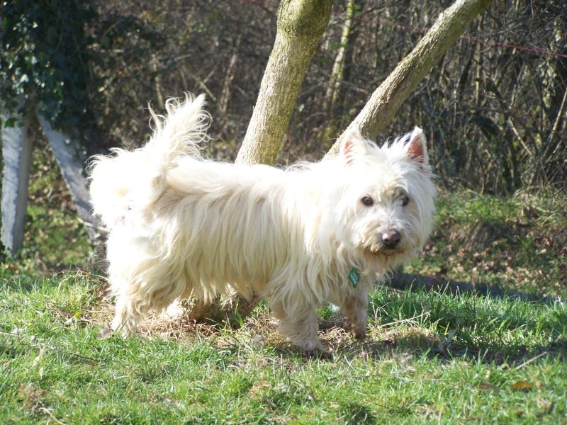 WISKY, mâle de 7 ans - RESERVE -  03810