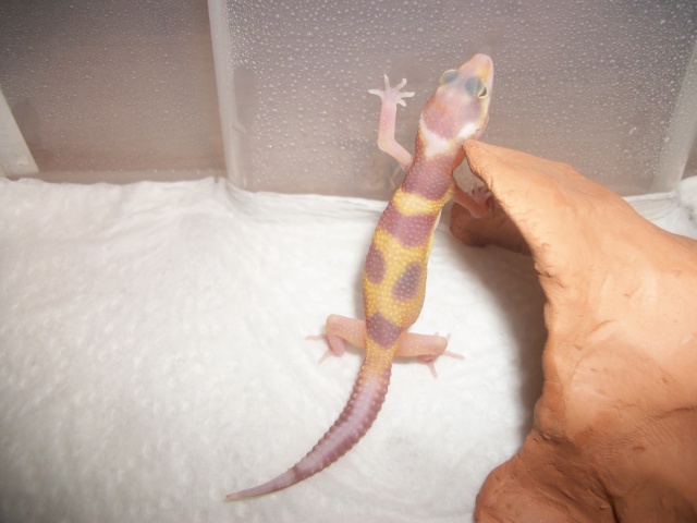 Reproduction Gecko léopard 2011 / Repti-love - Page 10 100_2717
