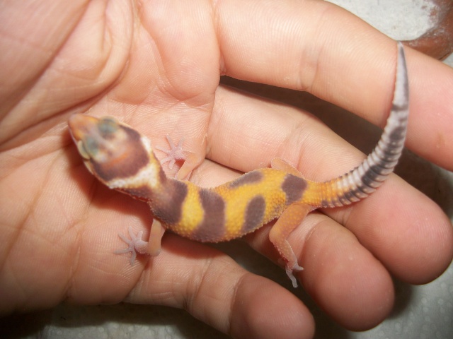 Reproduction Gecko léopard 2011 / Repti-love - Page 10 1_mois10