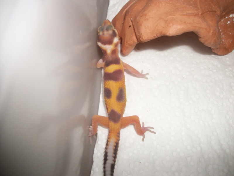 Reproduction Gecko léopard 2011 / Repti-love - Page 10 1_mois11