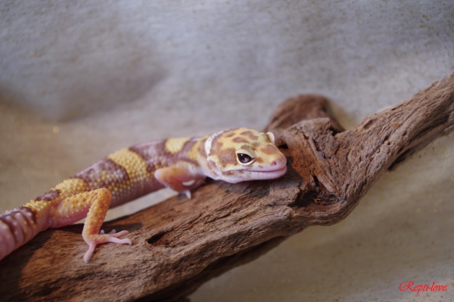 Le Gecko léopard / Eublepharis Mascularius Imgp0810
