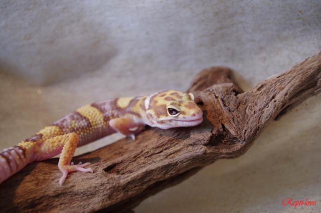 Le Gecko léopard / Eublepharis Mascularius  Imgp0810