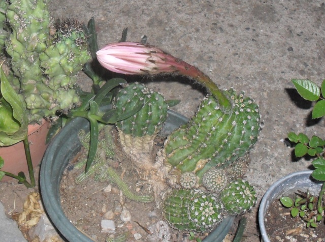 mes cactus en fleurs en 2011 - Page 9 00118