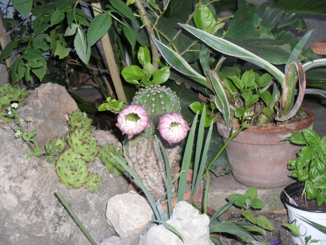 mes cactus en fleurs en 2011 - Page 9 00212