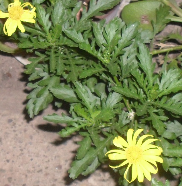 Les Asteraceae de couleur jaune 00213