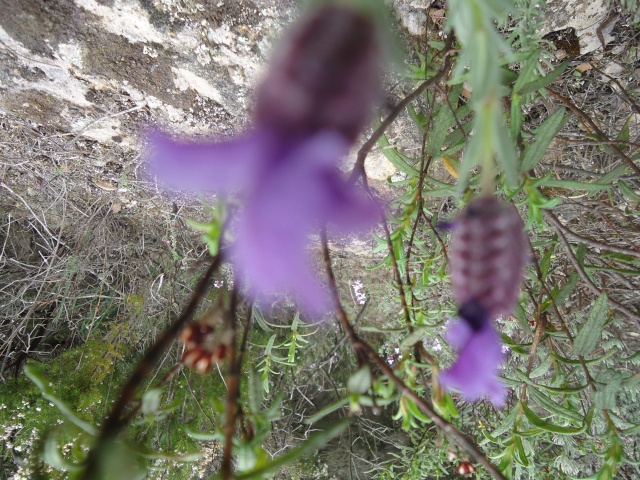 trouvé dans la garrigue (Lavandula stoechas) . Lavande papillon  00447