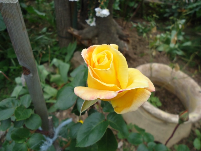 Roses jaunes 00451