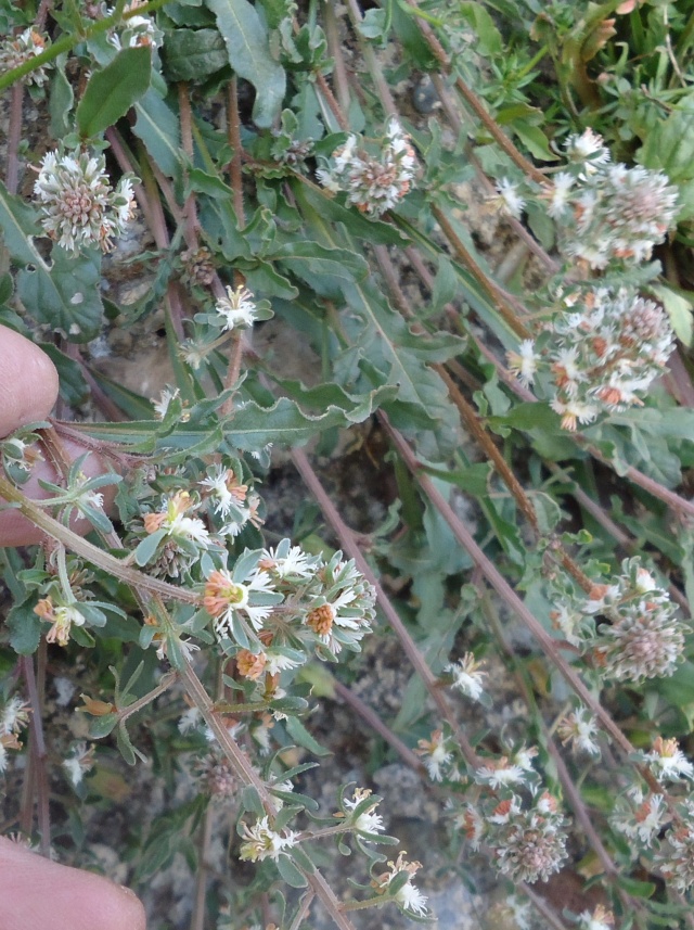 une sauvage   Reseda phyteuma - réséda raiponce 00538