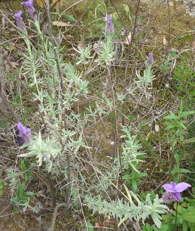 trouvé dans la garrigue (Lavandula stoechas) . Lavande papillon  00843