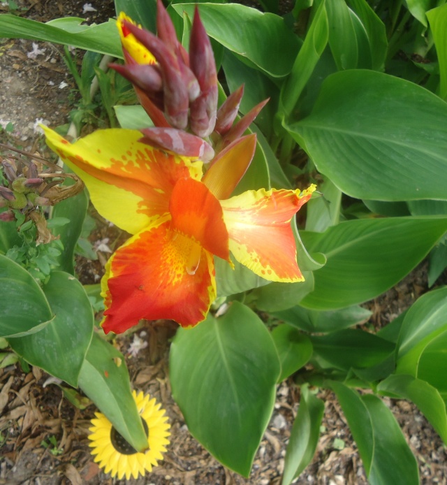 Canna - Page 2 00849