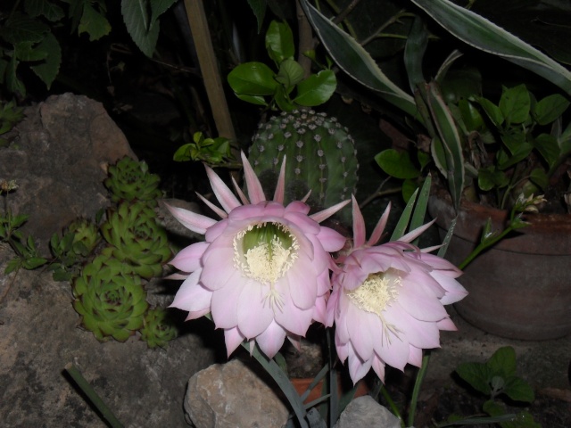 mes cactus en fleurs en 2011 - Page 9 01010