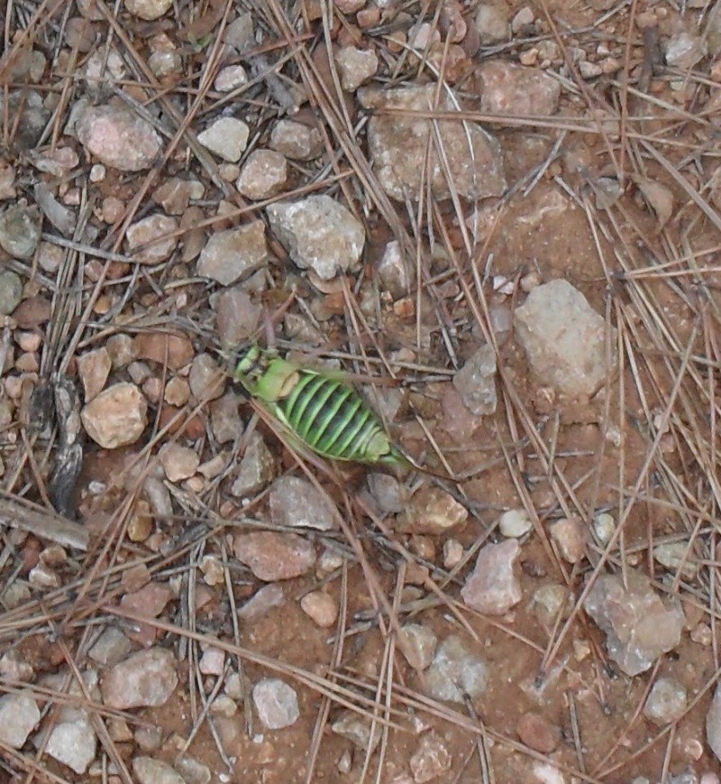 Mante religieuse? et grenouille 01517