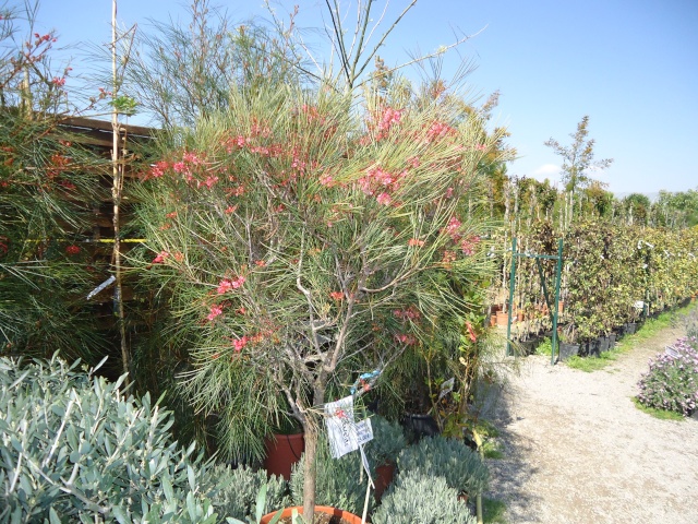 grevillea johnsonni 01729