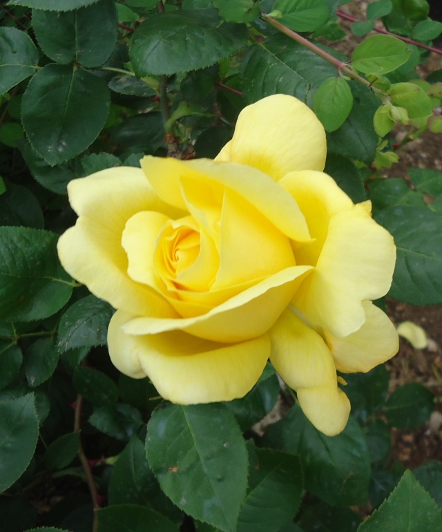 Roses jaunes 02129