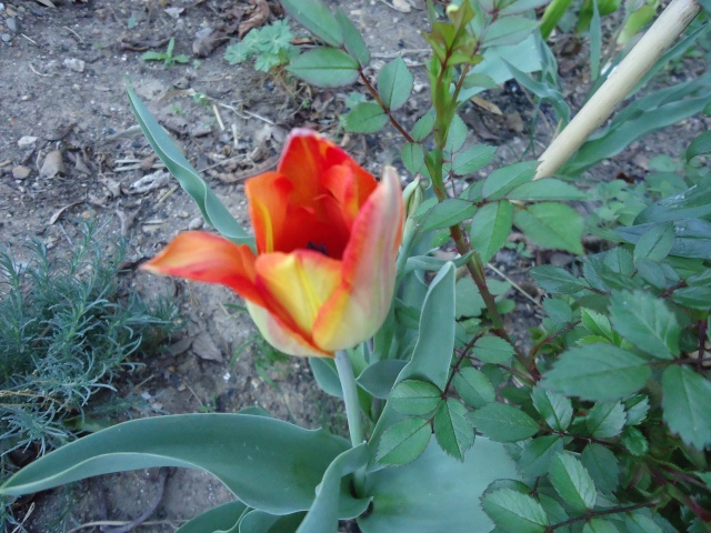 Tulipe 2012  - Page 2 02224