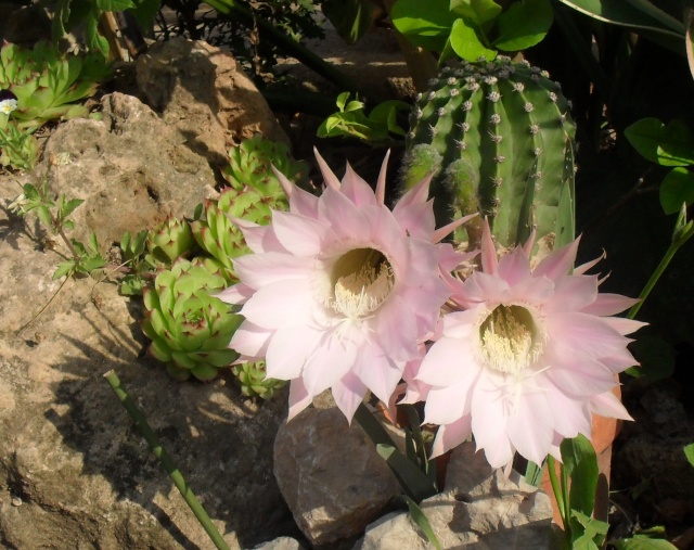 mes cactus en fleurs en 2011 - Page 9 02311