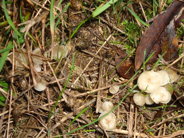 Premiers champignons ! - Page 2 02323