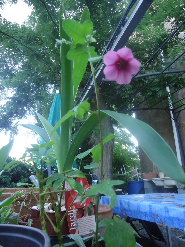 ANISODONTEA EL RAYO 02332