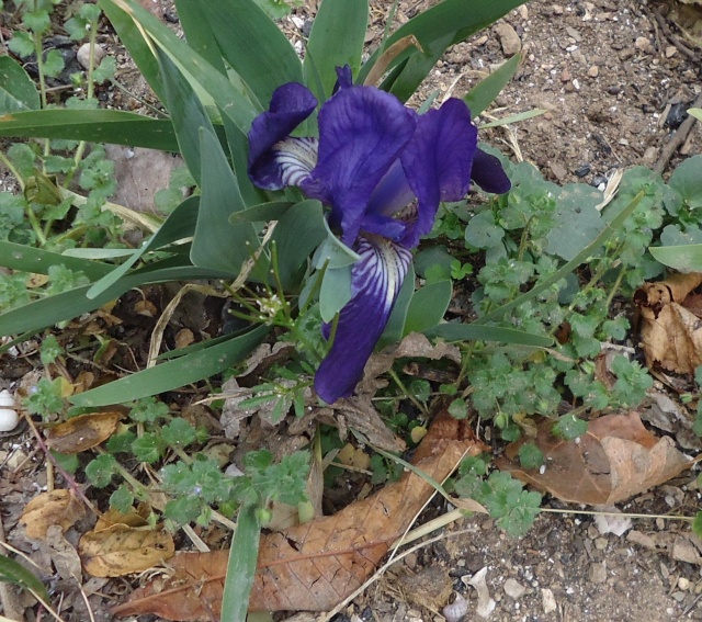 iris lutescens - Page 2 02714