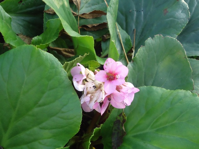 Bergenia - Page 2 02915