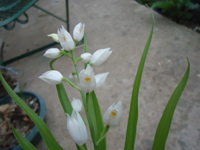 muget (nom local)Céphalantère à longues feuilles (Cephalanthera longifolia) 02919