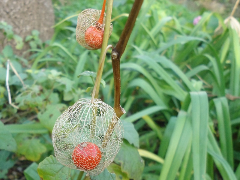 Physalis - Amour en cage - Coqueret 03117