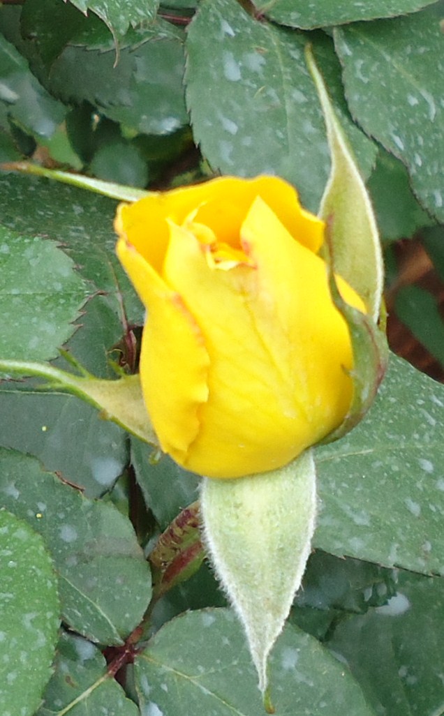 Roses jaunes 03326