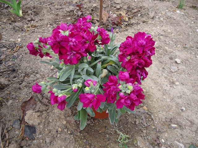 Giroflée , Erysimum - Page 3 03415