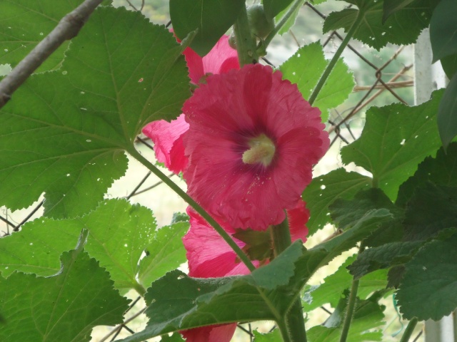 Althaea rosea, Alcea rosea, Rose trémière 2011, c'est parti!! ça continue en 2012! - Page 8 04420