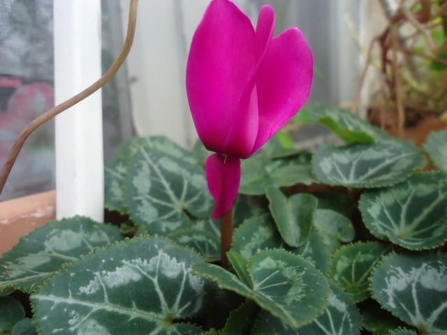 Cyclamen 04511