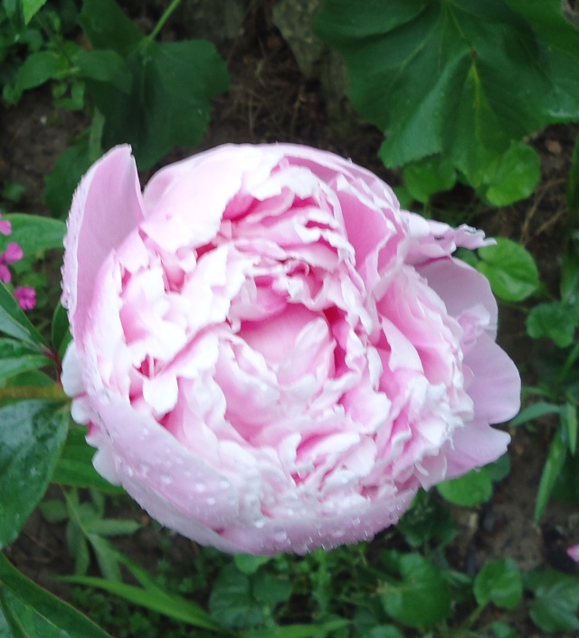 Paeonia, ou pivoines! - Page 20 05712