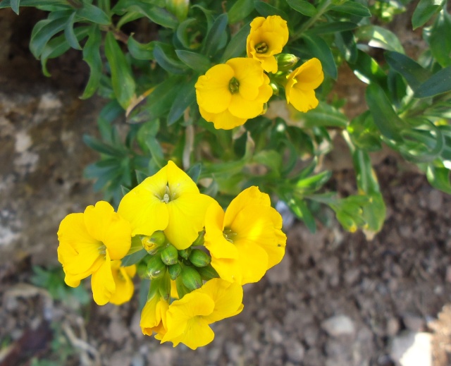 Giroflée , Erysimum - Page 3 09010