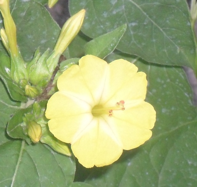 Mirabilis jalapa - Page 3 38710