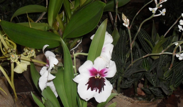 expo d orchidées a fonfroide  Sam_8710