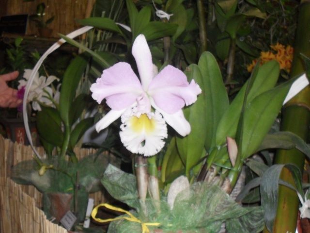 expo d orchidées a fonfroide  Sam_8712