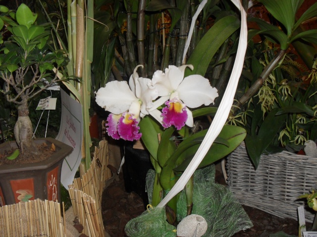 expo d orchidées a fonfroide  Sam_8713