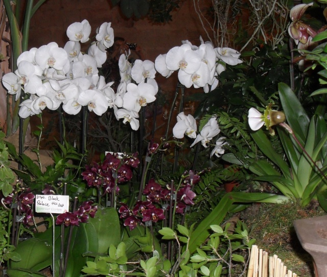 expo d orchidées a fonfroide  Sam_8715