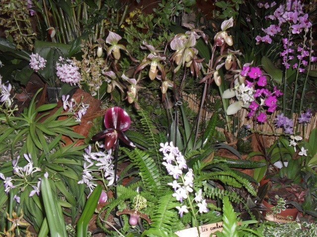 expo d orchidées a fonfroide  Sam_8722