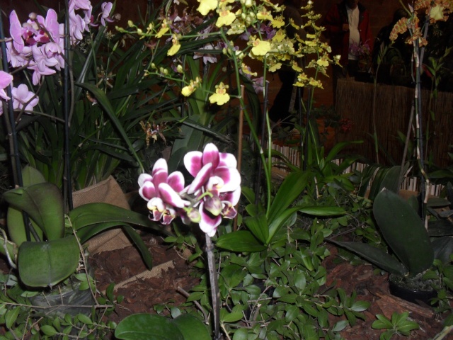 expo d orchidées a fonfroide  Sam_8723