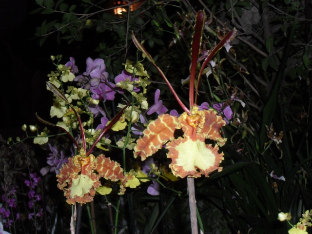 expo d orchidées a fonfroide  Sam_8724