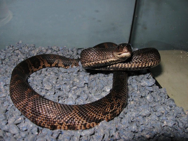 Mâle black pine snake 45837610